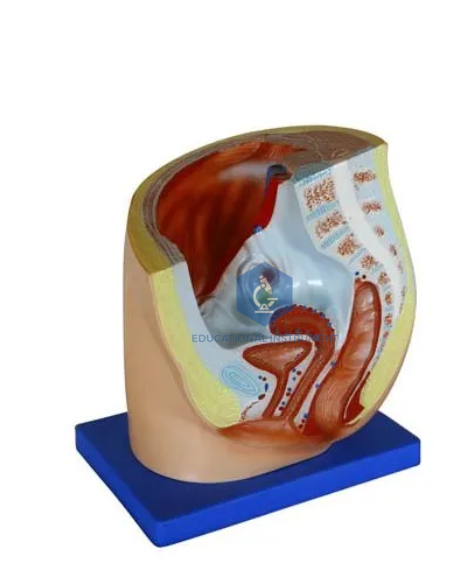 Human Female Half Pelvis